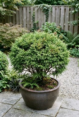 Cryptomeria japonica 'Globosa Nana'