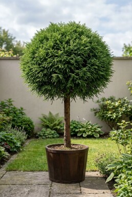 Cryptomeria japonica 'Globosa Nana' Op stam