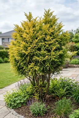 Cryptomeria japonica 'Kyara Gold' Struik