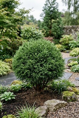 Cryptomeria japonica 'Vilmoriniana' Struik
