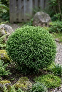 Cryptomeria japonica 'Vilmoriniana' Struik