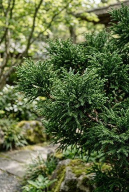 Cryptomeria japonica 'Vilmoriniana' Struik