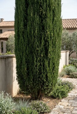 Cupressus sempervirens 'Pyramidalis' Struik
