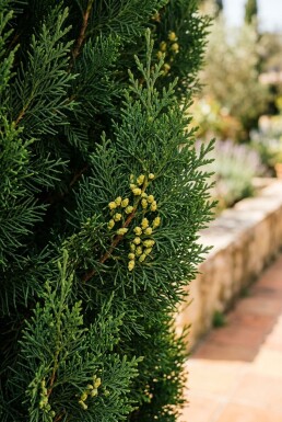 Cupressus sempervirens 'Pyramidalis' Struik