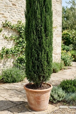 Cupressus sempervirens 'Totem' Struik