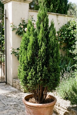 Cupressus sempervirens 'Totem' Struik