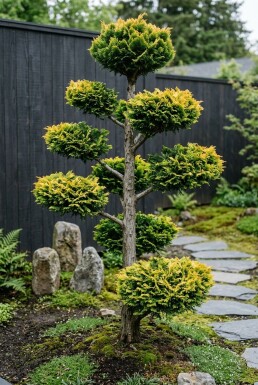 Cuprocyparis leylandii 'Gold Rider' Bonsai