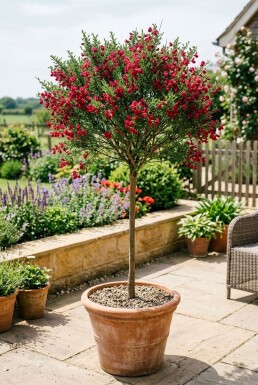Cytisus 'Boskoop Ruby' Op stam