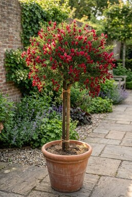 Cytisus 'Boskoop Ruby' Op stam