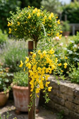 Cytisus 'Golden Tears' Op stam