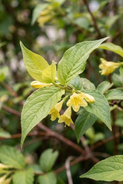 Diervilla sessilifolia 'Butterfly'