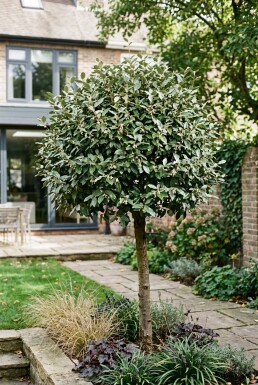 Elaeagnus ebbingei 'Compacta' Halfstam