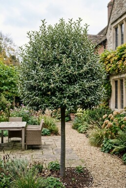Elaeagnus ebbingei 'Compacta' Hoogstam