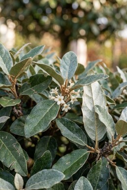 Elaeagnus ebbingei 'Compacta' Hoogstam