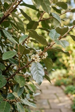 Elaeagnus ebbingei Scherm