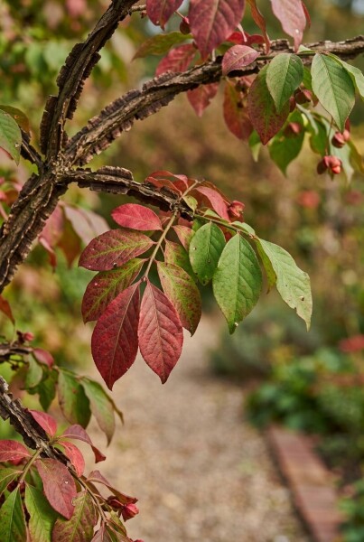 Euonymus alatus