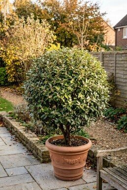 Elaeagnus ebbingei 'Compacta' Bol