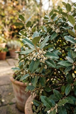 Elaeagnus ebbingei 'Compacta' Bol