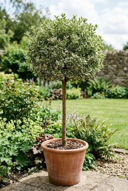 Euonymus fortunei 'Harlequin' Op stam