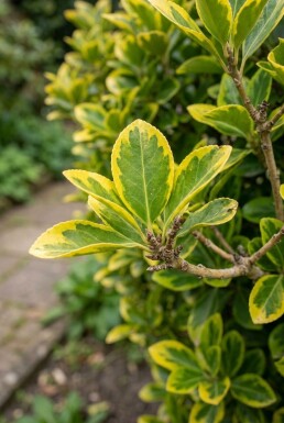 Euonymus japonicus 'Aureus'
