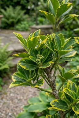 Euonymus japonicus 'Aureus' Scherm