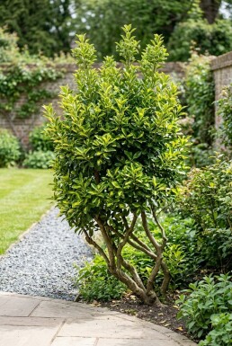 Euonymus japonicus 'Aureus' Meerstammig