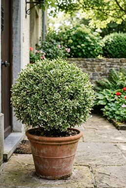 Euonymus japonicus 'Bravo' Bol