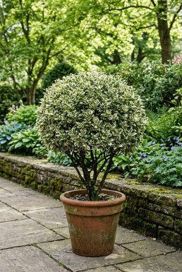 Euonymus japonicus 'Bravo' Bol