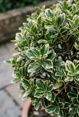 Euonymus japonicus 'Bravo' Bol