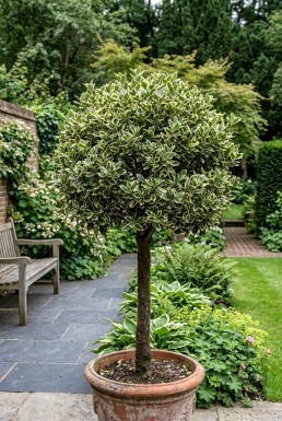 Euonymus japonicus 'Kathy' Halfstam