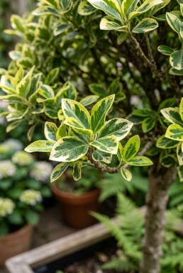 Euonymus japonicus 'Kathy' Halfstam