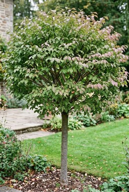 Euonymus phellomanus Halfstam