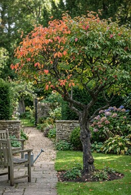 Euonymus planipes Halfstam