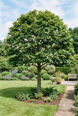 Fagus sylvatica Halfstam