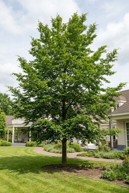 Fagus sylvatica Halfstam