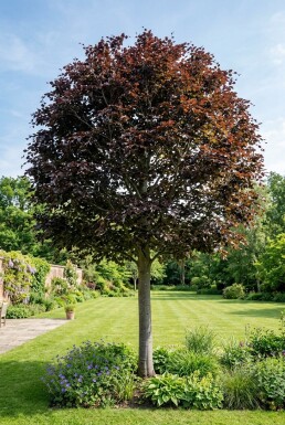 Fagus sylvatica 'Atropunicea' Halfstam