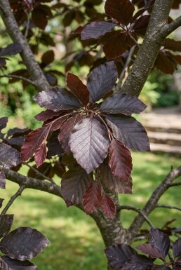 Fagus sylvatica 'Atropunicea' Halfstam
