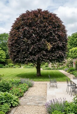 Fagus sylvatica 'Atropunicea' Bol