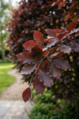 Fagus sylvatica 'Atropunicea' Bol
