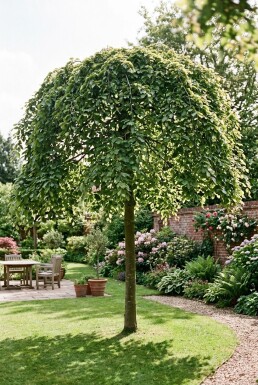 Fagus sylvatica 'Rohan Green Weeping' Halfstam