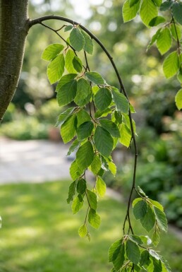 Fagus sylvatica 'Rohan Green Weeping' Halfstam