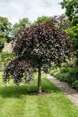 Fagus sylvatica 'Rohan Weeping' Halfstam