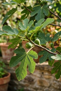 Ficus carica 'Brown Turkey'