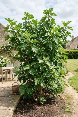 Ficus carica 'Brown Turkey' Struik
