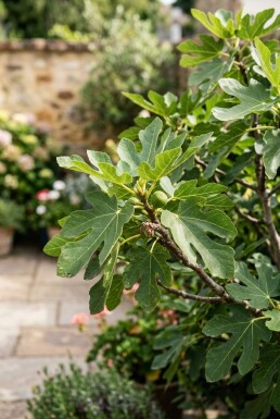 Ficus carica 'Brown Turkey' Struik