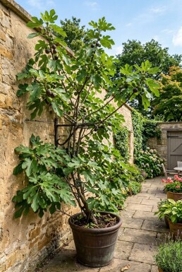 Ficus carica 'Gustis® TwoTimer®' Draagbeugel