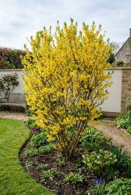 Forsythia intermedia 'Week End'