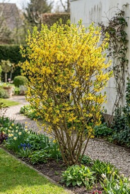 Forsythia intermedia 'Week End'
