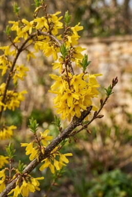 Forsythia intermedia 'Week End'