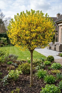 Forsythia intermedia 'Week End' Halfstam